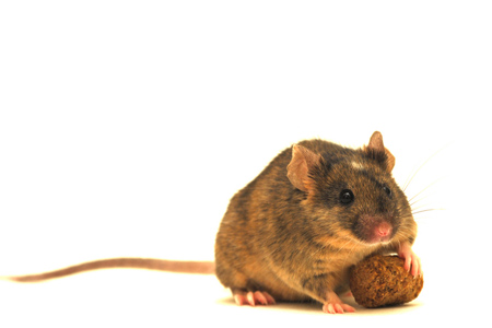 Avy mice. epigenetics