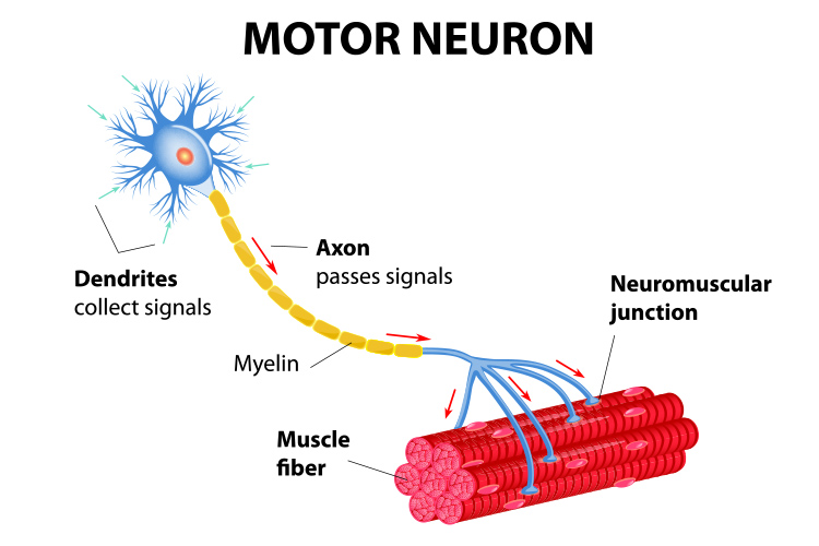 nerves-and-synapses