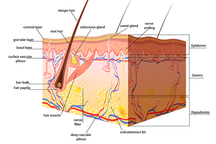 Understanding Skin: 3 Crucial Facts Every Nurse Should Know!