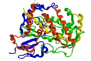 Molecular structure of cytochrome P450, which belongs to the super-family of proteins containing a heme cofactor.