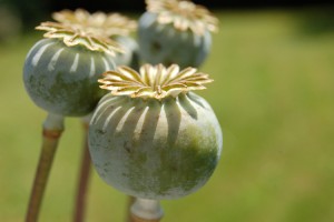Codeine and morphine obtained from the poppy plant, Papaver somniferum have been around for millennia.