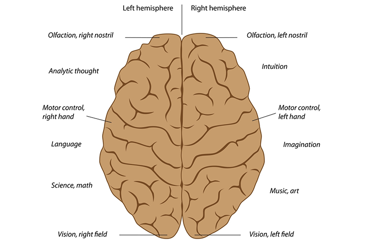 Cerveau aphasique