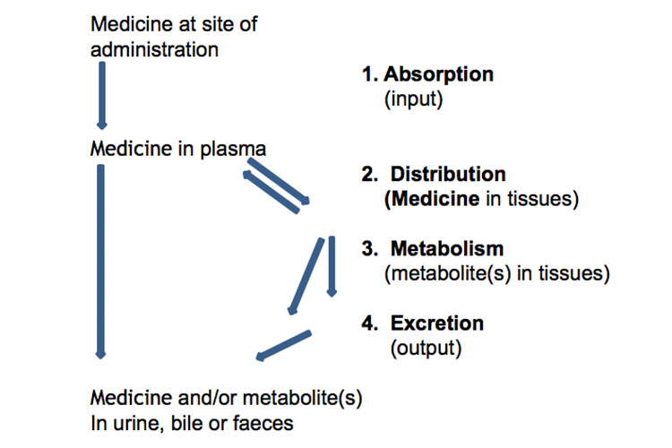 Absorción, Distribución, Metabolismo y Excreción. Farmacocinética y farmacodinámica - Los medicamentos y el organismo