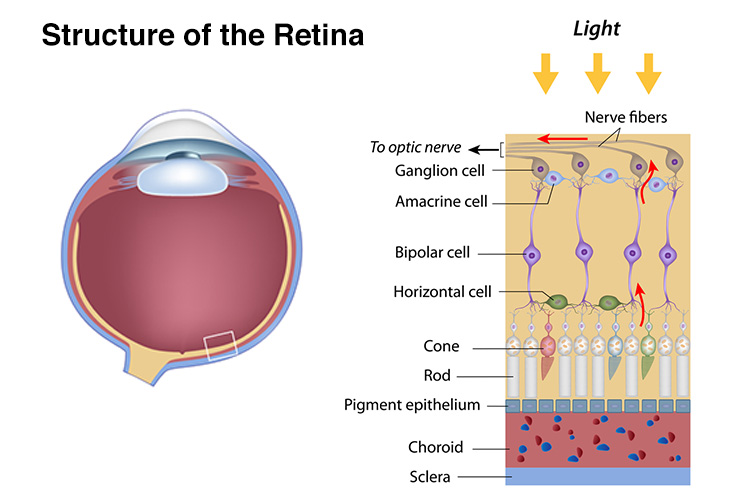 how-our-eyes-process-light-the-first-step-of-seeing