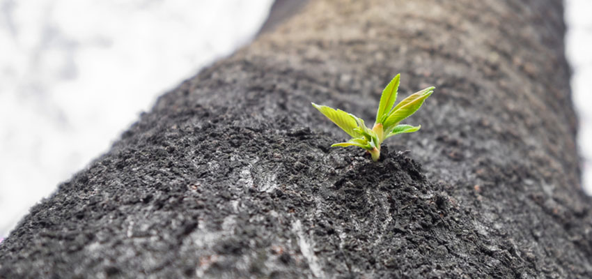 Cover image for article: Resilience in Nursing