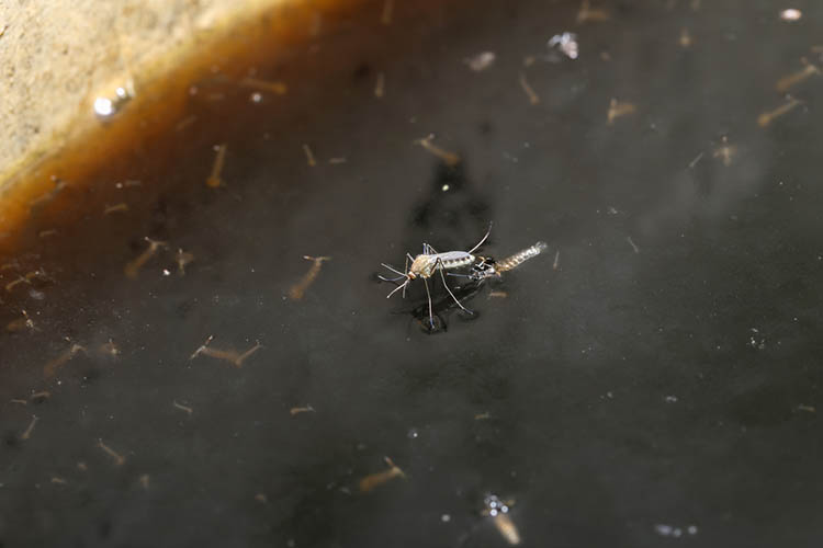 dengue mosquito breeding site