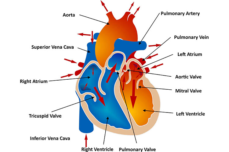 Chest Pain Assessment: What to Do When Your Patient Has Chest Pain