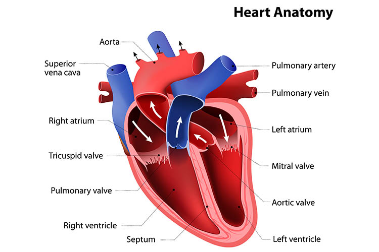 heart-murmur-listening-for-heart-sounds-with-audio