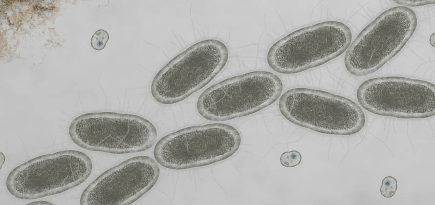 Cover image for article: Treating Urinary Tract Infections Without Antibiotics?
