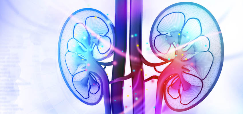 Cover image for article: Chronic Kidney Disease and the Older Patient – a Fatal Combination?