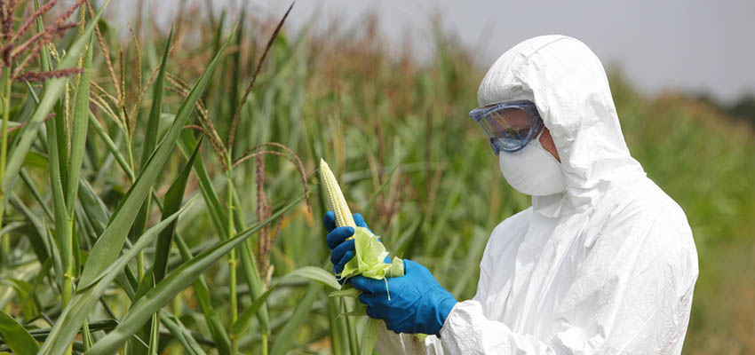 Cover image for article: Are Australians Changing Their Attitudes Toward Genetically Modified Foods?