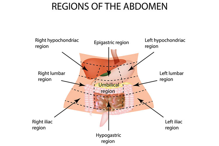 regiony diagramu brzucha