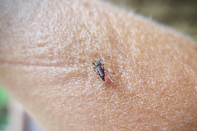 barmah forest virus mosquito on skin