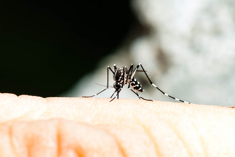 Murray Valley Encephalitis transmitted by mosquito