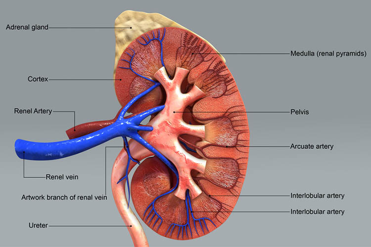 know about kidney health