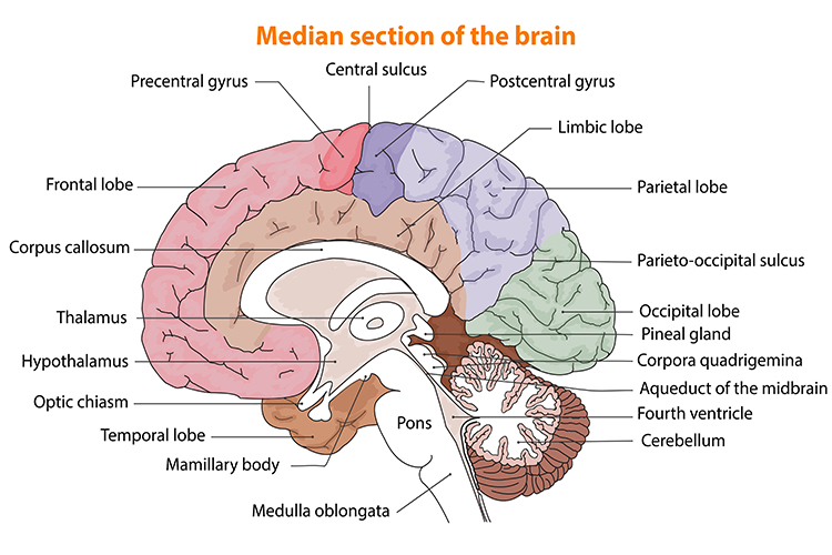 diagram of the brain