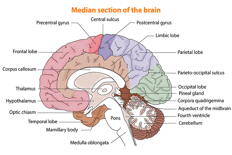 understanding-brain-damage-locations-ausmed