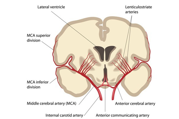 artery diagram