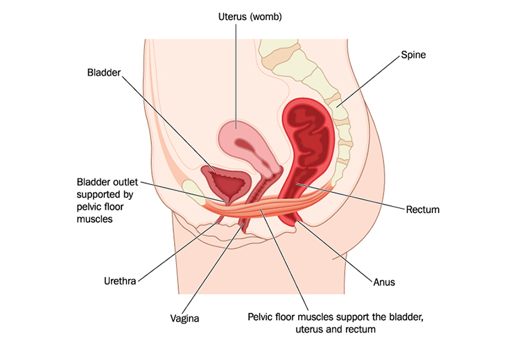 Female pelvic floor muscle location