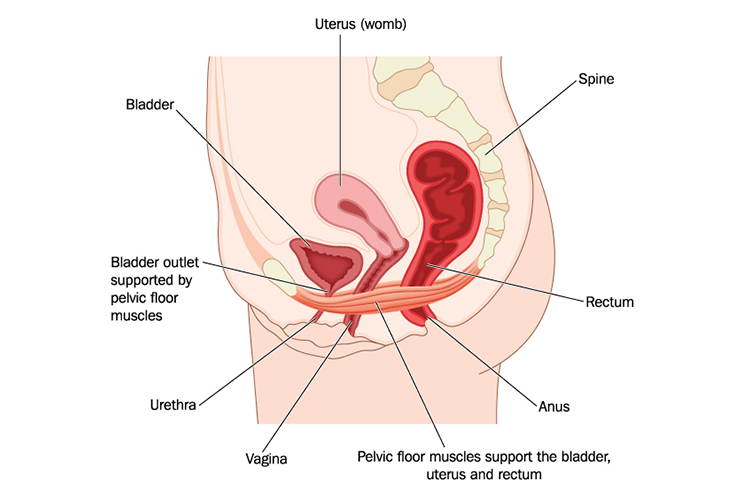 What are pelvic floor exercises? - NHS