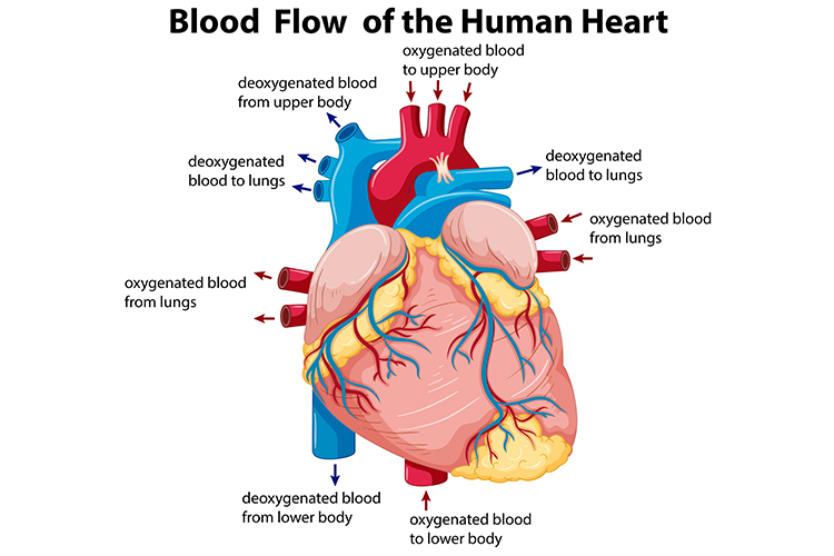 Congestive Heart Failure Stages Chart