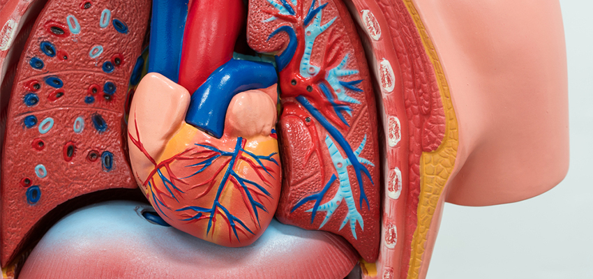 Cover image for article: Types of Congestive Heart Failure – No Single Beast