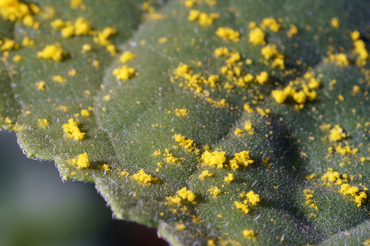 hay fever pollen