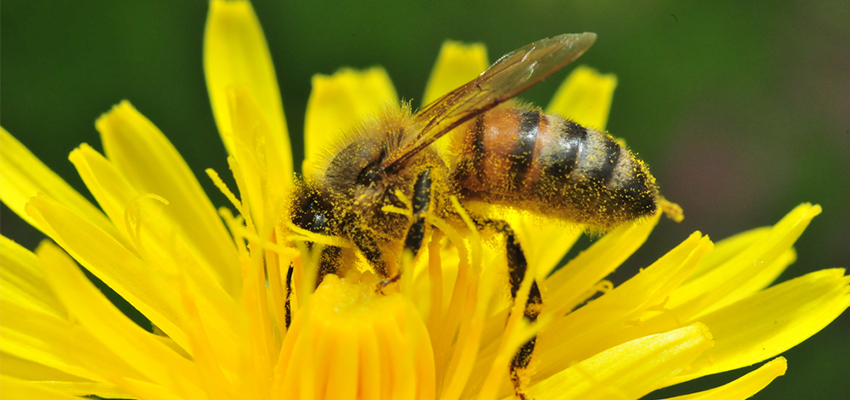 Cover image for article: Hay Fever and Seasonal Allergies in Bloom