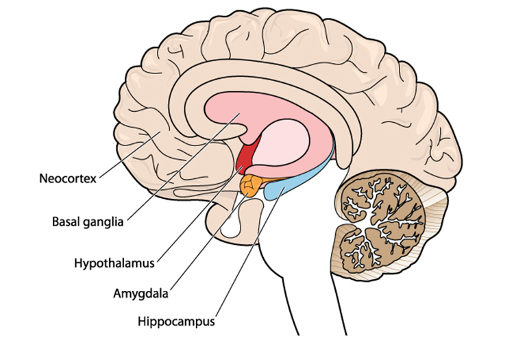 Retraining the Amygdala | Ausmed