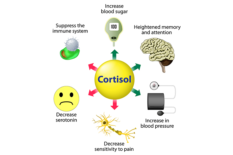 Cortisol Production and Use by the Body - Cortisol and Stress