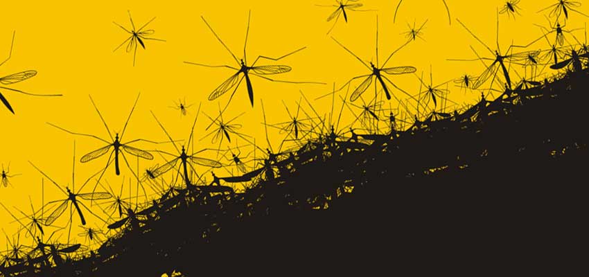 Cover image for article: Mosquito-Borne Disease Prevention