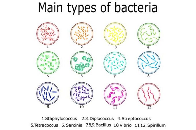 MRSA – How to Prevent Methicillin-Resistant Staph Infections