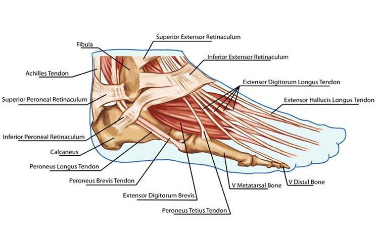 Fascite plantare e dolore ai piedi nell'anatomia del piede infermieristico 