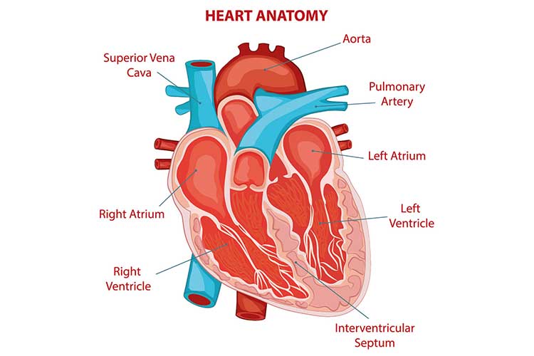 congenital heart disease heart anatomy