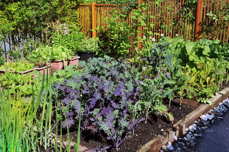 Backyard vegetable garden