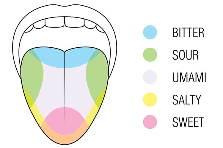 Tongue palate anatomy